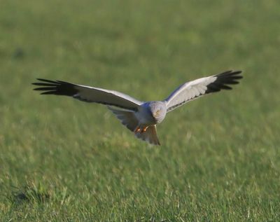 Blauwe Kiekendief - Hen Harrier