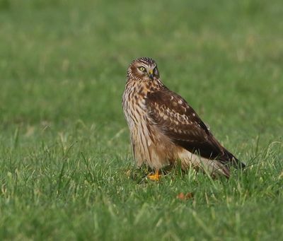 Blauwe Kiekendief - Hen Harrier