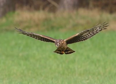 Blauwe Kiekendief - Hen Harrier