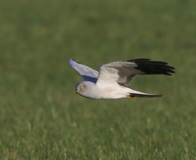 Blauwe Kiekendief - Hen Harrier