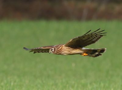 Blauwe Kiekendief - Hen Harrier