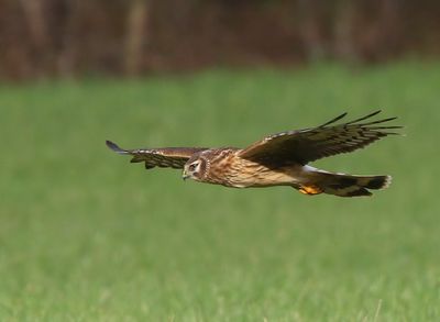 Blauwe Kiekendief - Hen Harrier