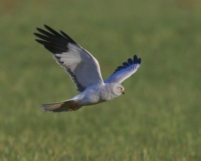 Blauwe Kiekendief - Hen Harrier