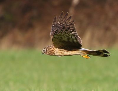 Blauwe Kiekendief - Hen Harrier