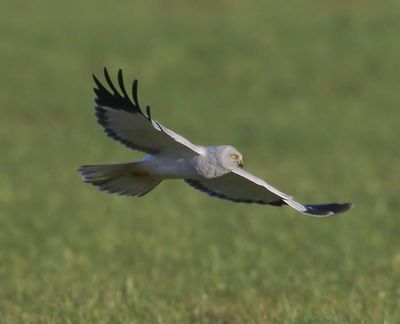 Blauwe Kiekendief - Hen Harrier
