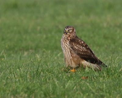 Blauwe Kiekendief - Hen Harrier