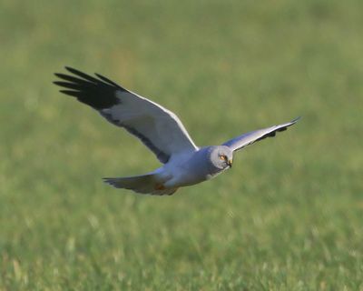 Blauwe Kiekendief - Hen Harrier