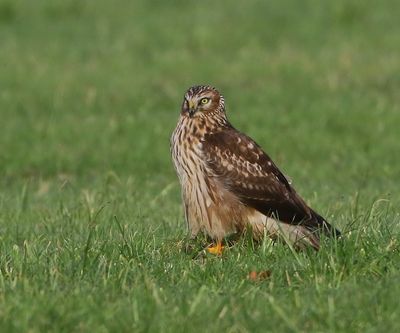 Blauwe Kiekendief - Hen Harrier