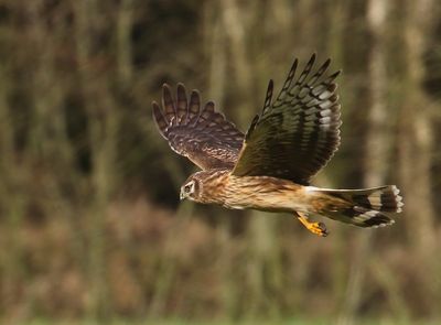 Blauwe Kiekendief - Hen Harrier