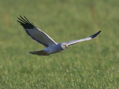 Blauwe Kiekendief - Hen Harrier