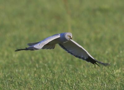 Blauwe Kiekendief - Hen Harrier