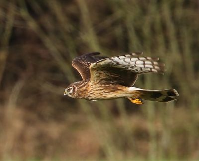Blauwe Kiekendief - Hen Harrier