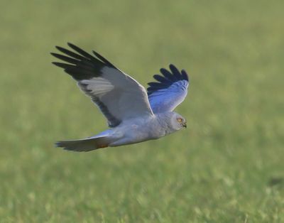 Blauwe Kiekendief - Hen Harrier