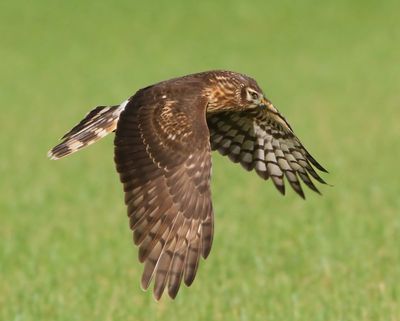 Blauwe Kiekendief - Hen Harrier