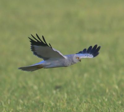 Blauwe Kiekendief - Hen Harrier