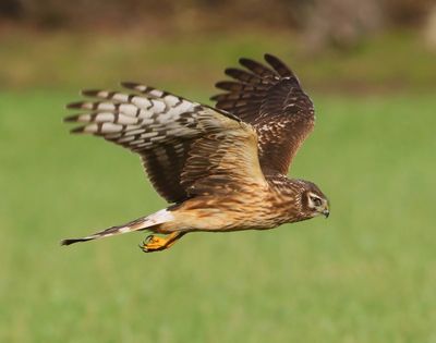 Blauwe Kiekendief - Hen Harrier