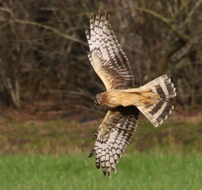 Blauwe Kiekendief - Hen Harrier