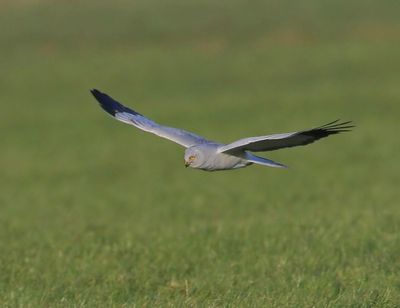 Blauwe Kiekendief - Hen Harrier