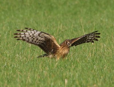 Blauwe Kiekendief - Hen Harrier