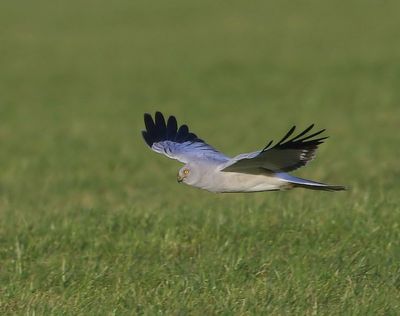 Blauwe Kiekendief - Hen Harrier