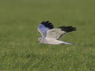 Blauwe Kiekendief - Hen Harrier