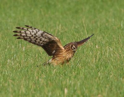 Blauwe Kiekendief - Hen Harrier