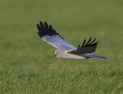 Blauwe Kiekendief - Hen Harrier