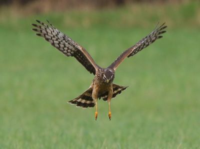 Blauwe Kiekendief - Hen Harrier