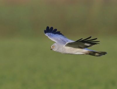 Blauwe Kiekendief - Hen Harrier