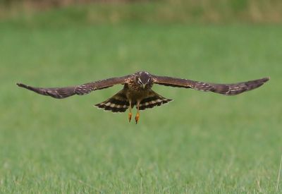 Blauwe Kiekendief - Hen Harrier