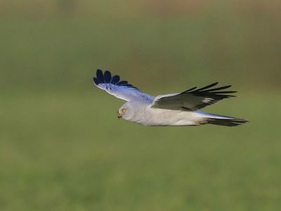 Blauwe Kiekendief - Hen Harrier