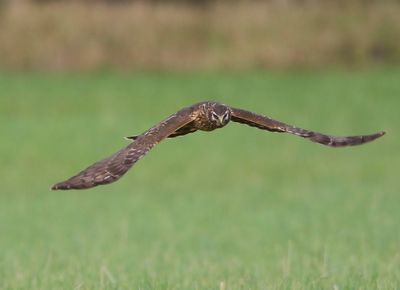 Blauwe Kiekendief - Hen Harrier