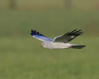 Blauwe Kiekendief - Hen Harrier
