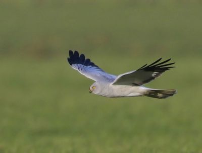 Blauwe Kiekendief - Hen Harrier