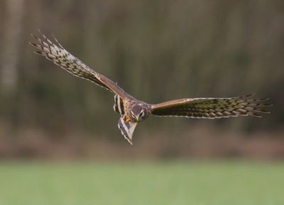 Blauwe Kiekendief - Hen Harrier