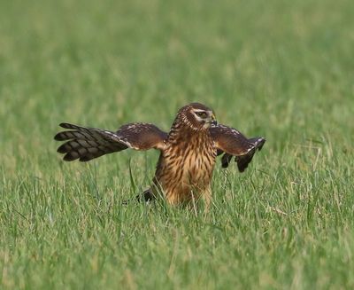 Blauwe Kiekendief - Hen Harrier
