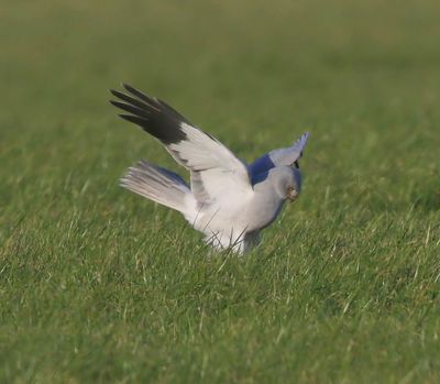 Blauwe Kiekendief - Hen Harrier