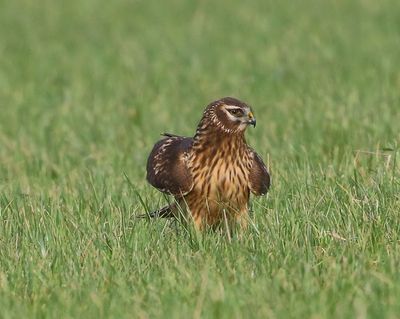 Blauwe Kiekendief - Hen Harrier