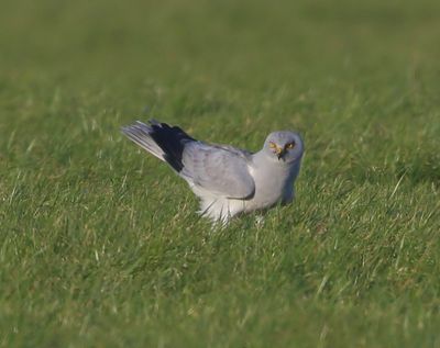 Blauwe Kiekendief - Hen Harrier