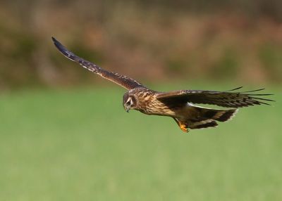 Blauwe Kiekendief - Hen Harrier