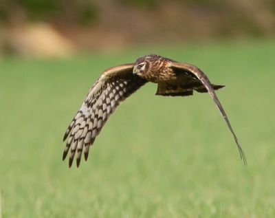 Blauwe Kiekendief - Hen Harrier
