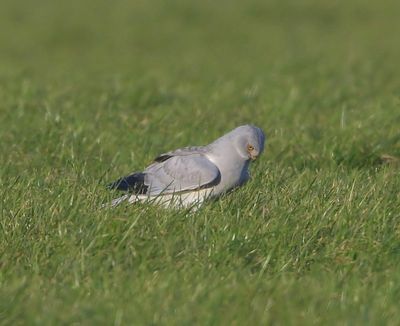Blauwe Kiekendief - Hen Harrier