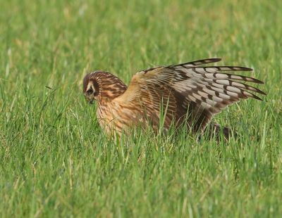Blauwe Kiekendief - Hen Harrier