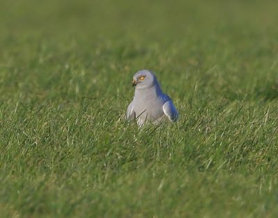 Blauwe Kiekendief - Hen Harrier
