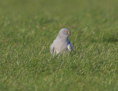 Blauwe Kiekendief - Hen Harrier