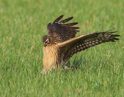 Blauwe Kiekendief - Hen Harrier