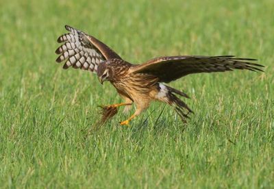 Blauwe Kiekendief - Hen Harrier