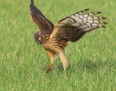 Blauwe Kiekendief - Hen Harrier