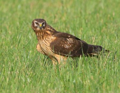 Blauwe Kiekendief - Hen Harrier