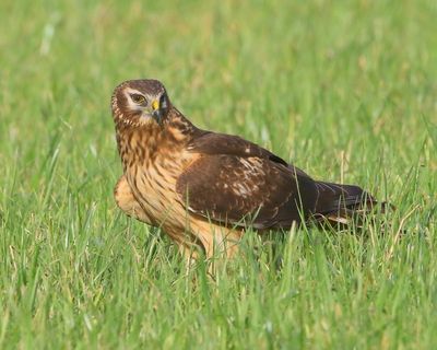 Blauwe Kiekendief - Hen Harrier